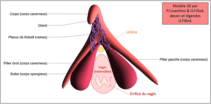 Clit'info - Odile Fillod